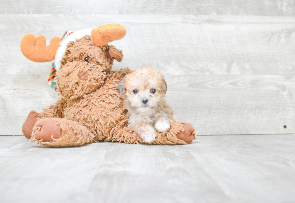 Morkie Puppy for Adoption