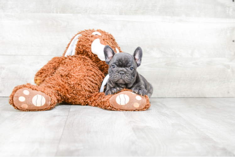 French Bulldog Pup Being Cute