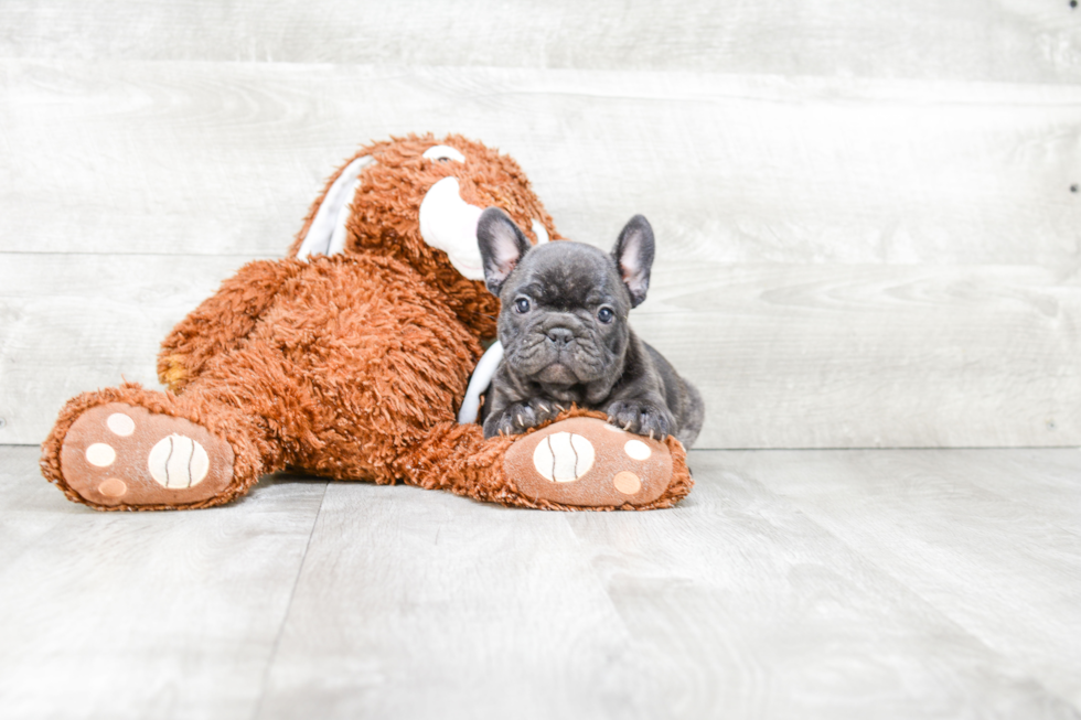 French Bulldog Pup Being Cute