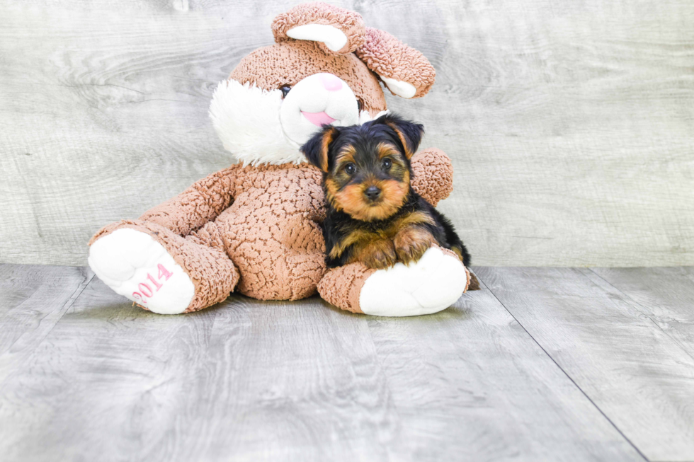 Meet Zoro - our Yorkshire Terrier Puppy Photo 