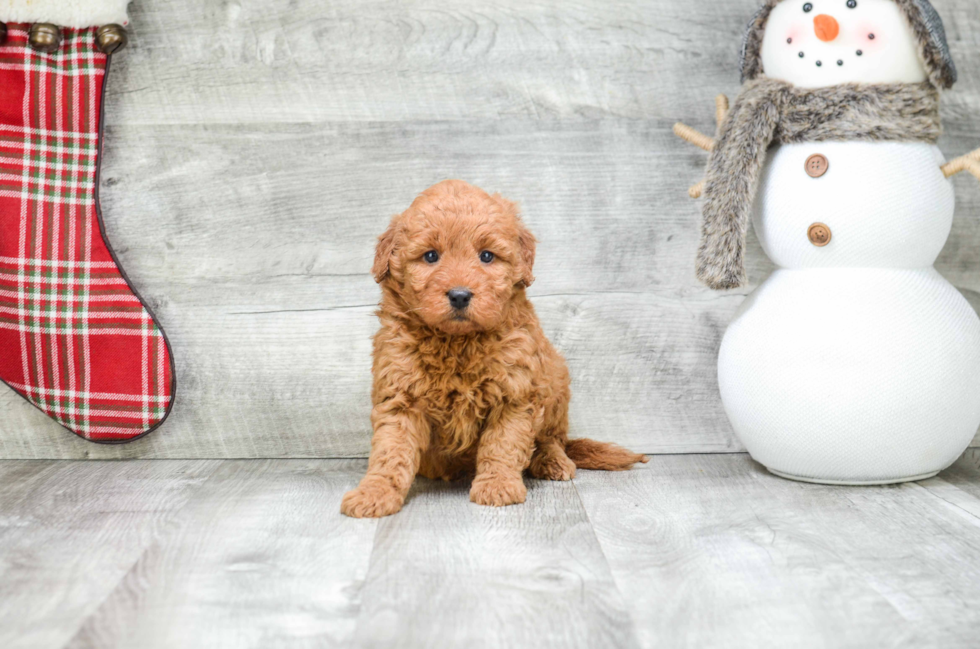 Small Mini Goldendoodle Baby