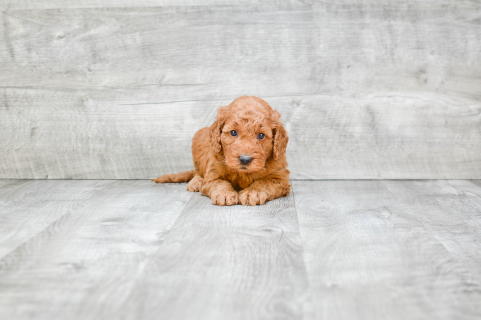 Best Mini Goldendoodle Baby