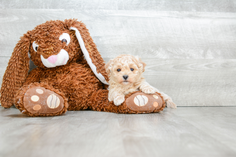 Energetic Maltepoo Poodle Mix Puppy