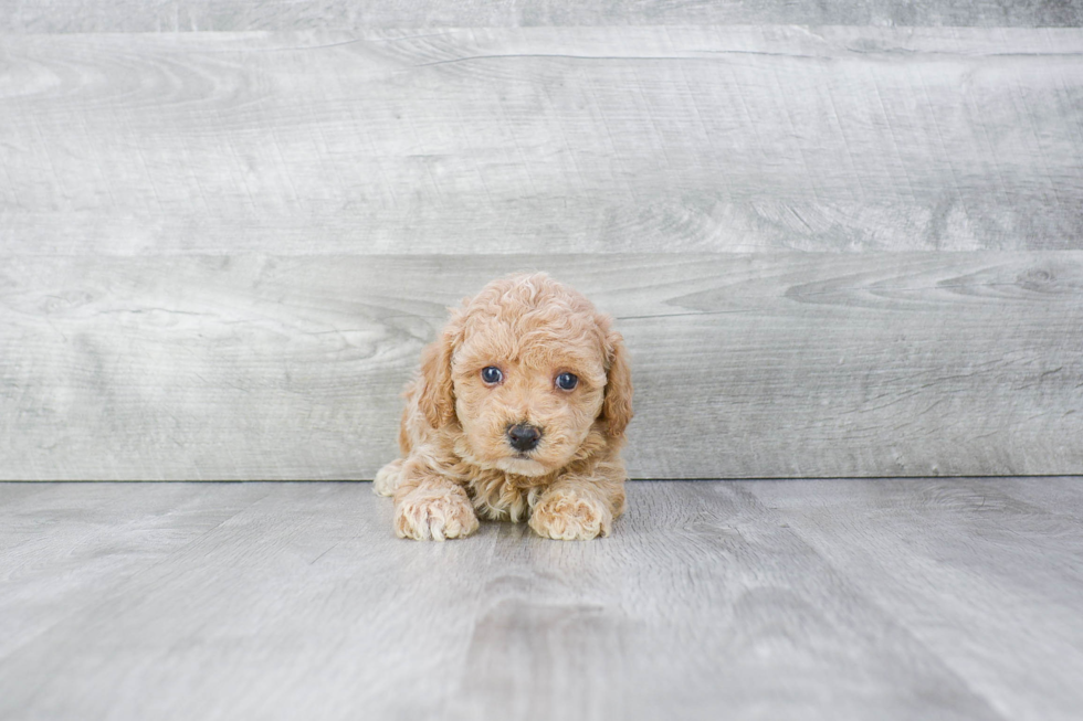 Sweet Maltipoo Baby