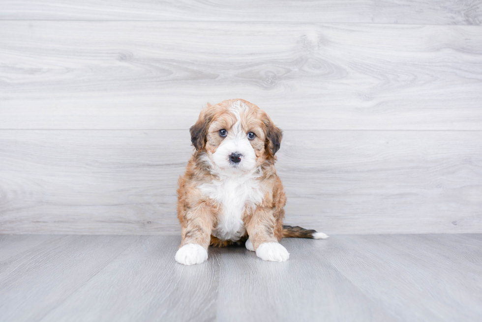 Mini Bernedoodle Puppy for Adoption