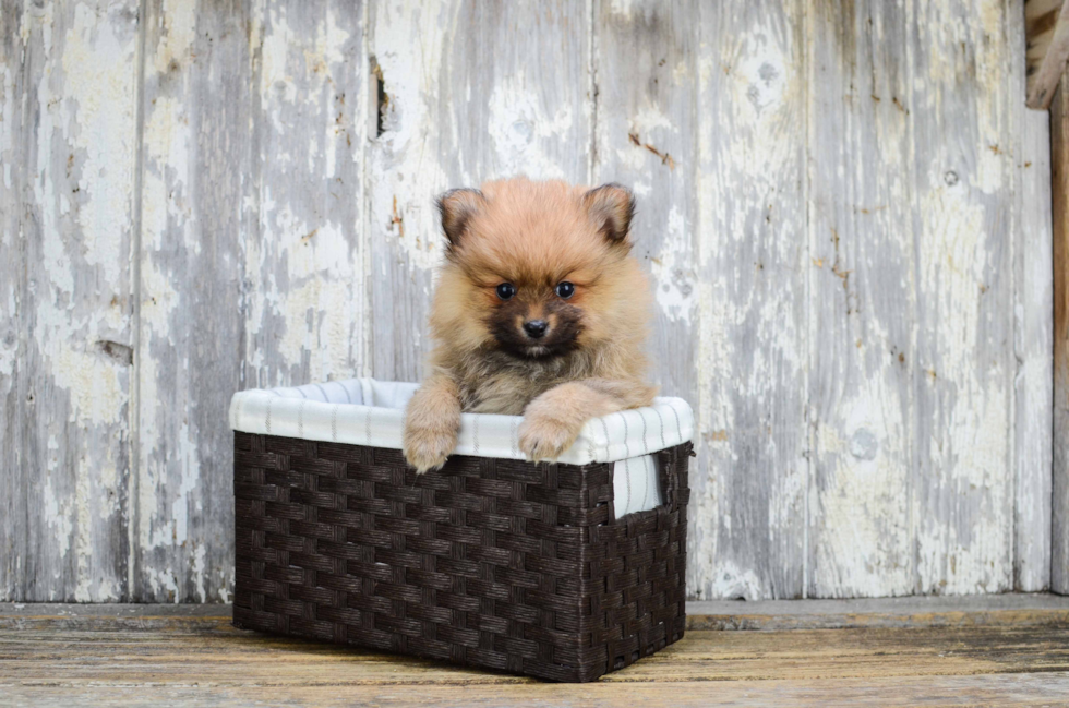 Pomeranian Pup Being Cute