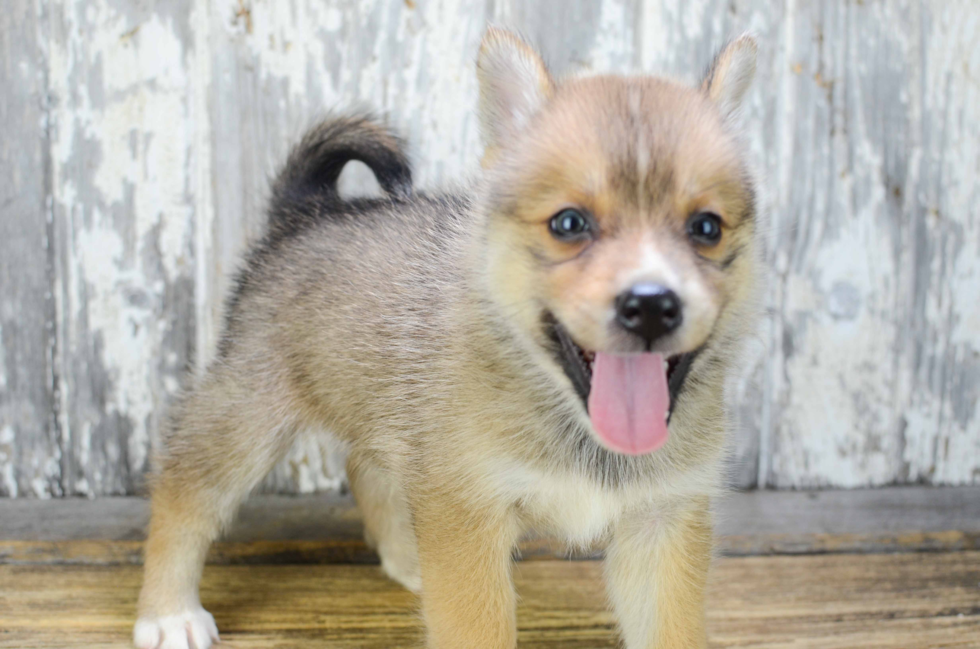 Best Pomsky Baby