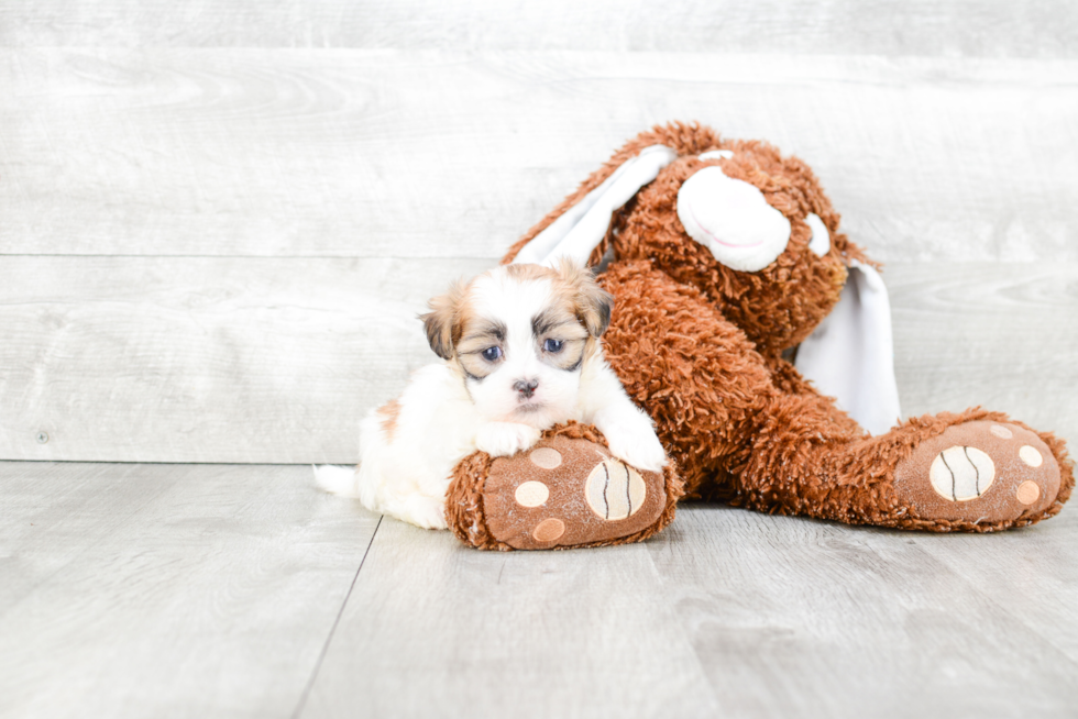 Best Teddy Bear Baby