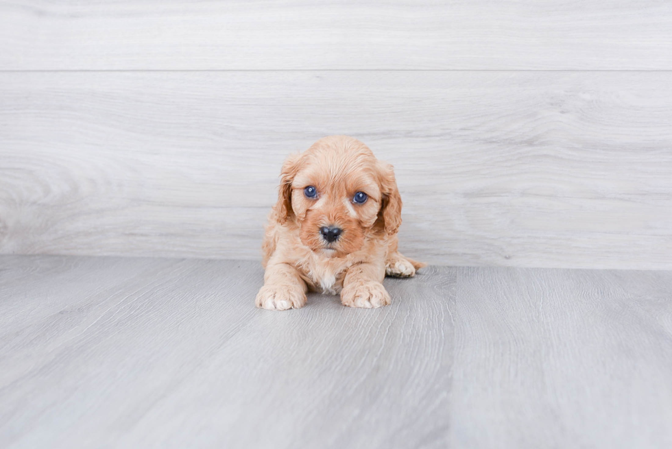 Best Cavapoo Baby