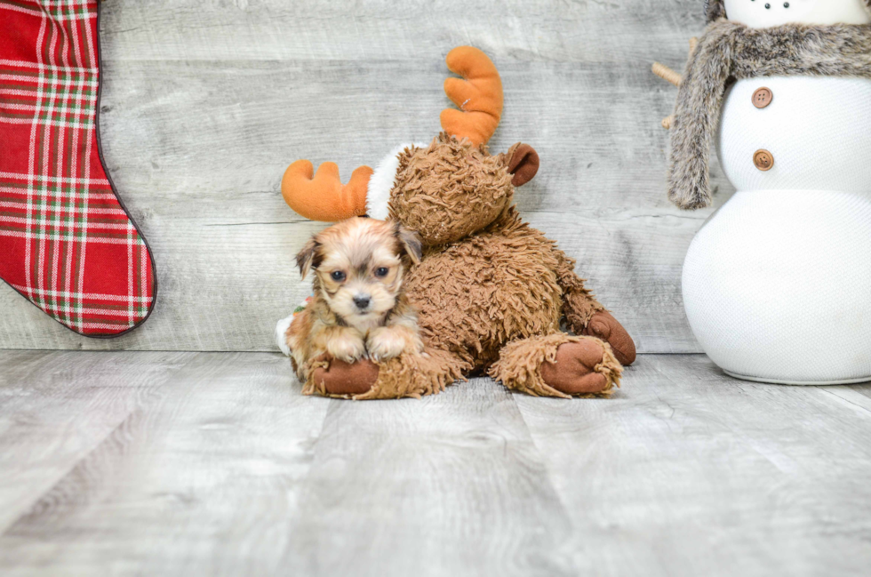 Morkie Pup Being Cute