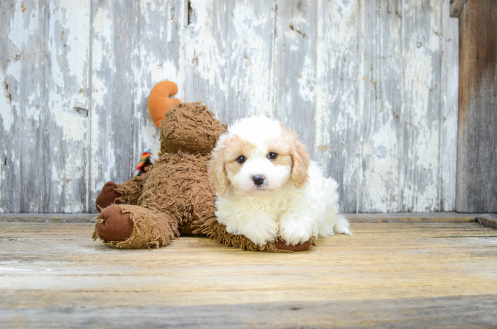 Cavachon Pup Being Cute