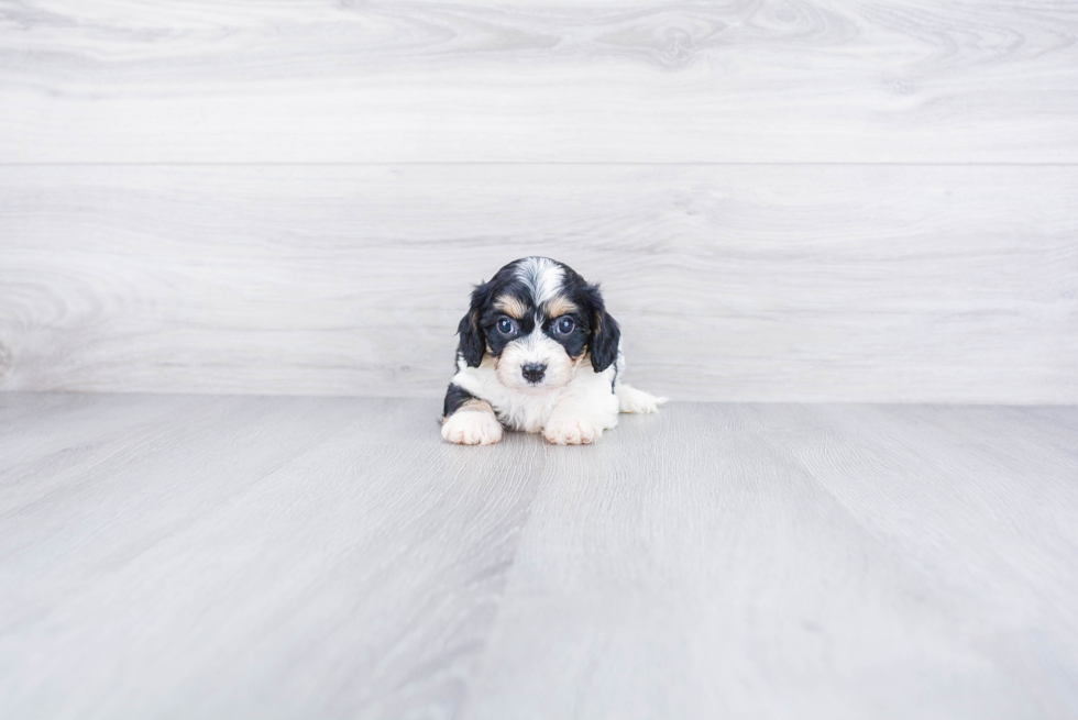 Cavachon Pup Being Cute