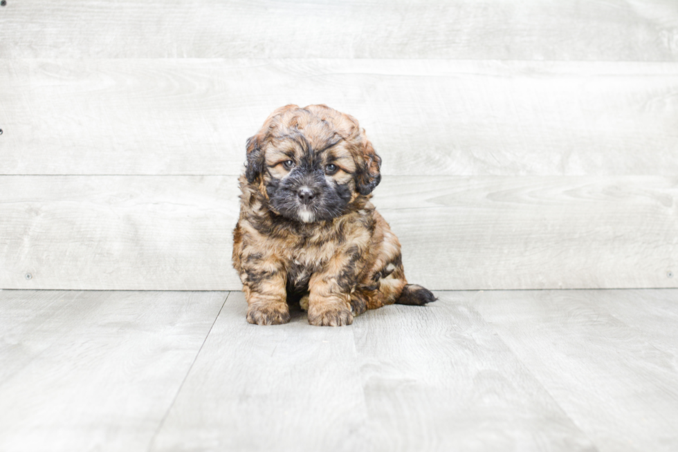 Mini Bernedoodle Pup Being Cute