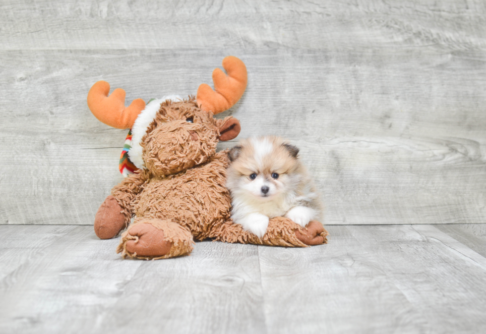 Smart Pomeranian Purebred Puppy