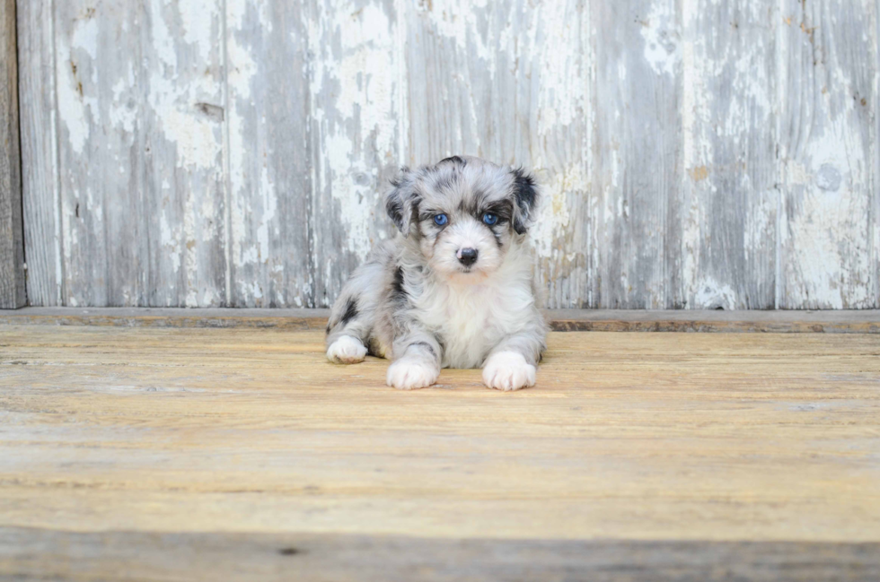 Mini Aussiedoodle Puppy for Adoption