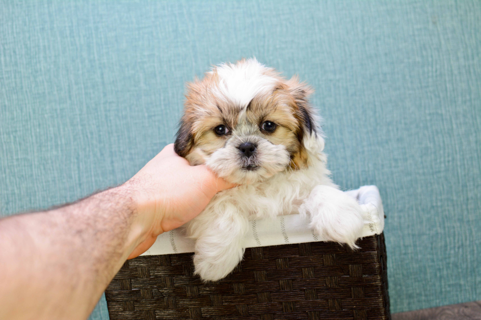Teddy Bear Pup Being Cute