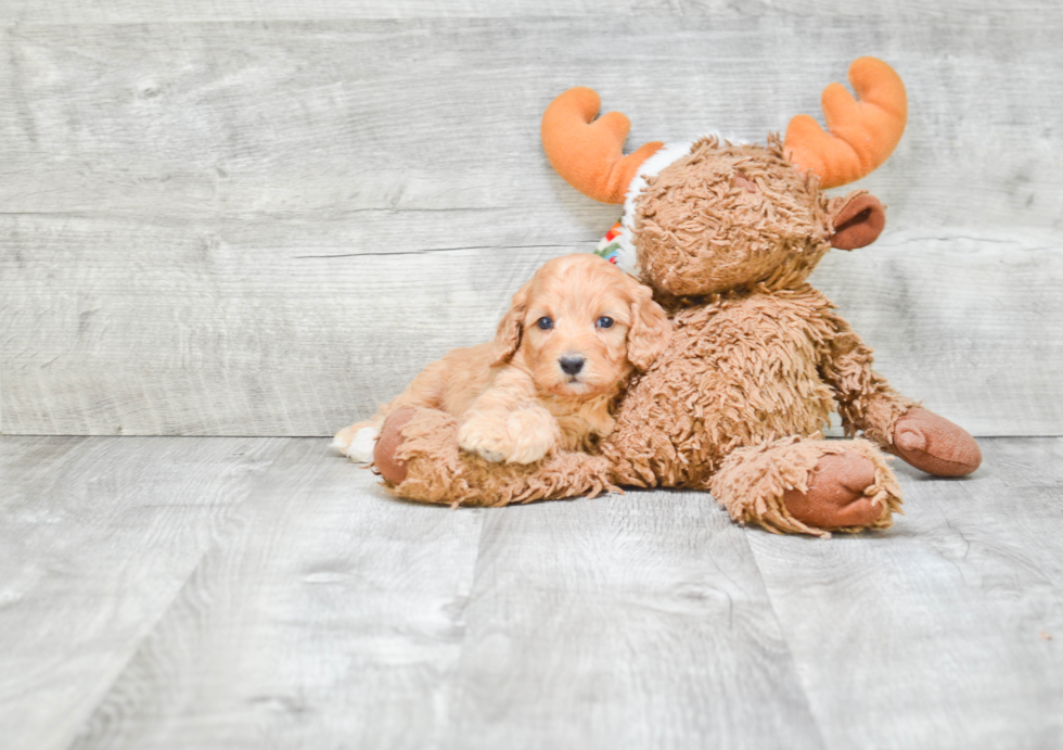 Cavapoo Pup Being Cute