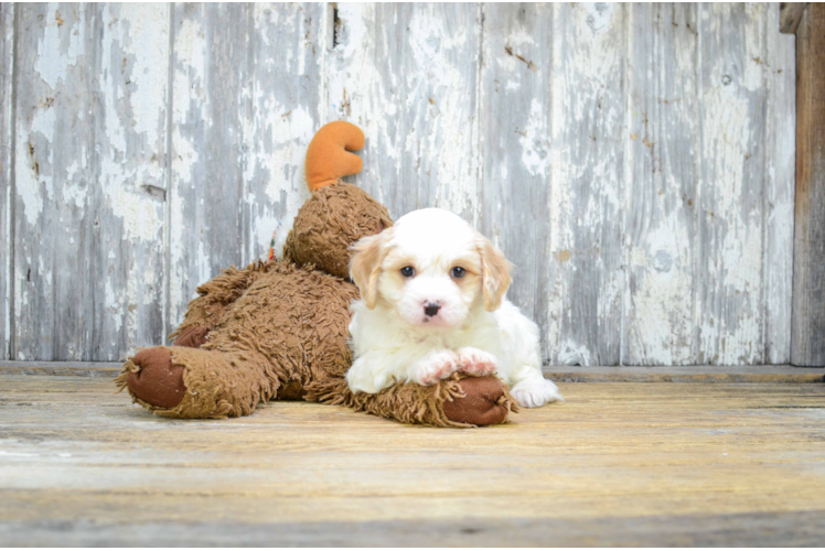 Best Cavachon Baby