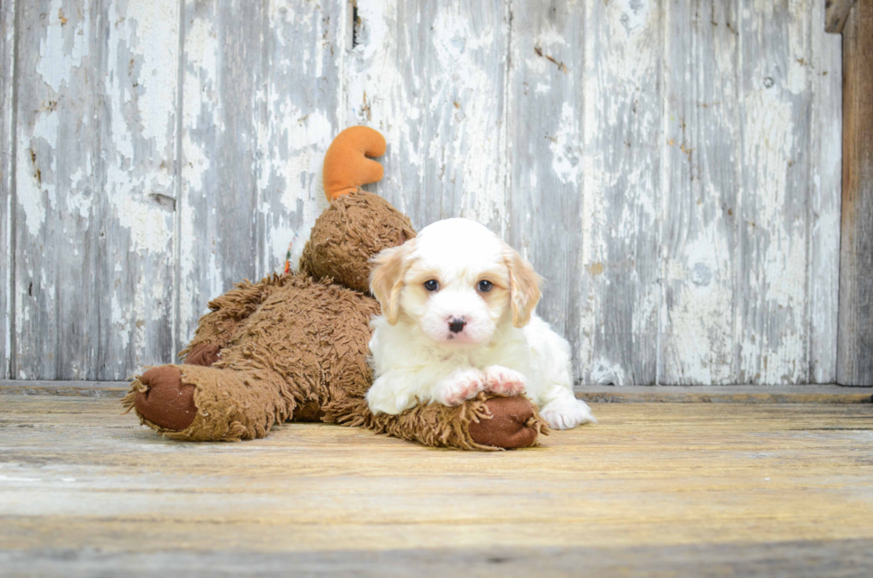 Best Cavachon Baby