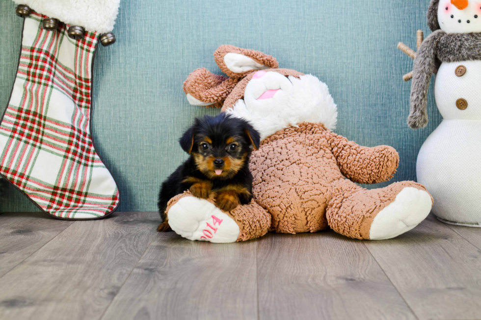 Meet Sonya - our Yorkshire Terrier Puppy Photo 