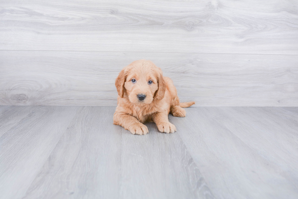 Smart Mini Goldendoodle Poodle Mix Pup