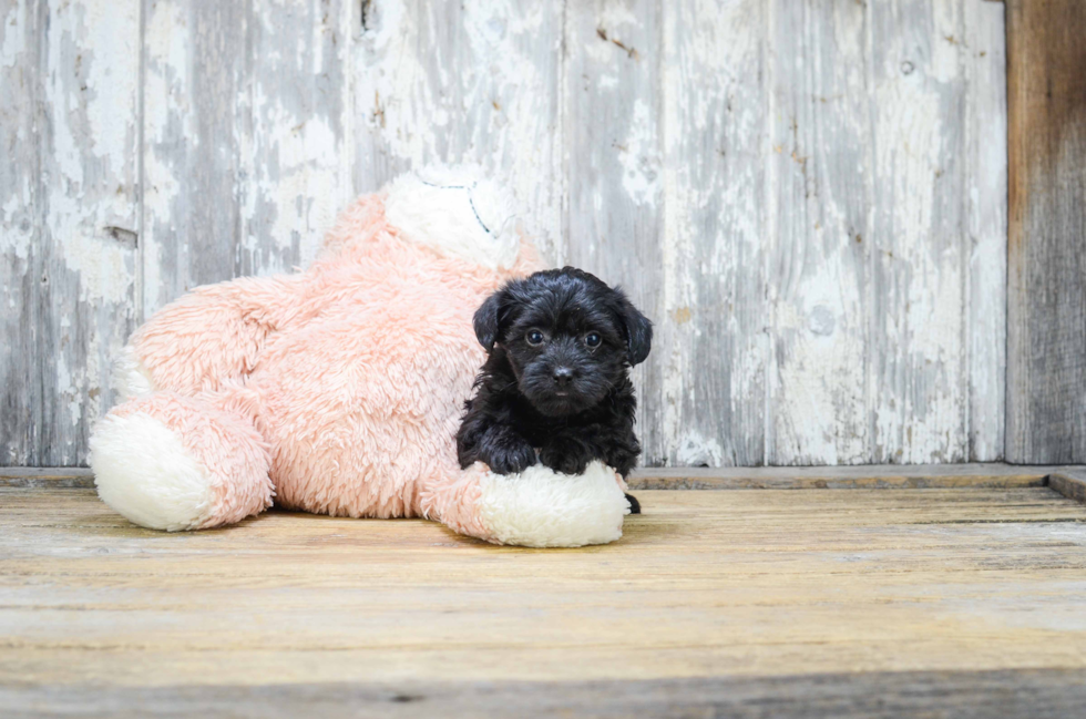 Morkie Pup Being Cute