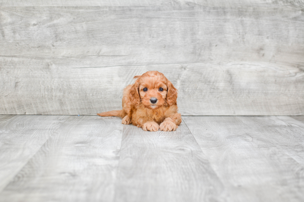 Sweet Cavapoo Baby