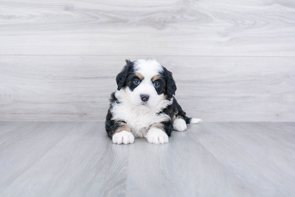 Friendly Mini Bernedoodle Baby