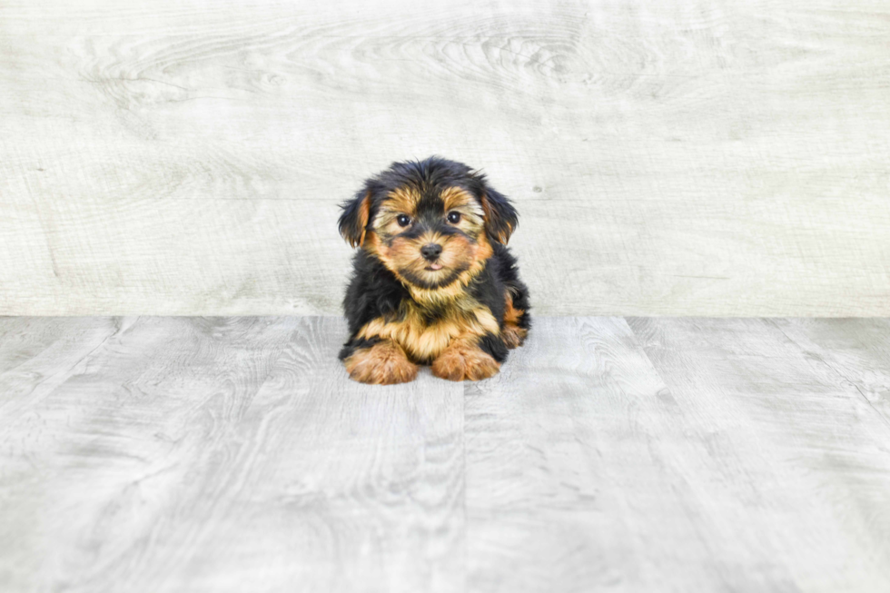 Meet Eliza - our Yorkshire Terrier Puppy Photo 