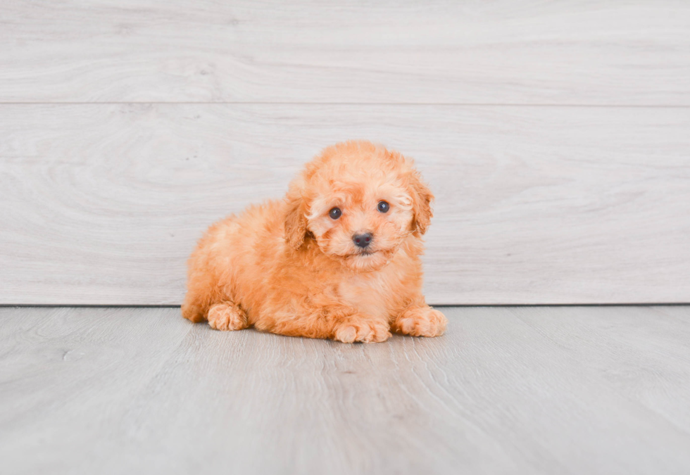 Mini Goldendoodle Pup Being Cute