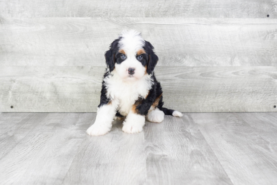 Sweet Mini Bernedoodle Baby