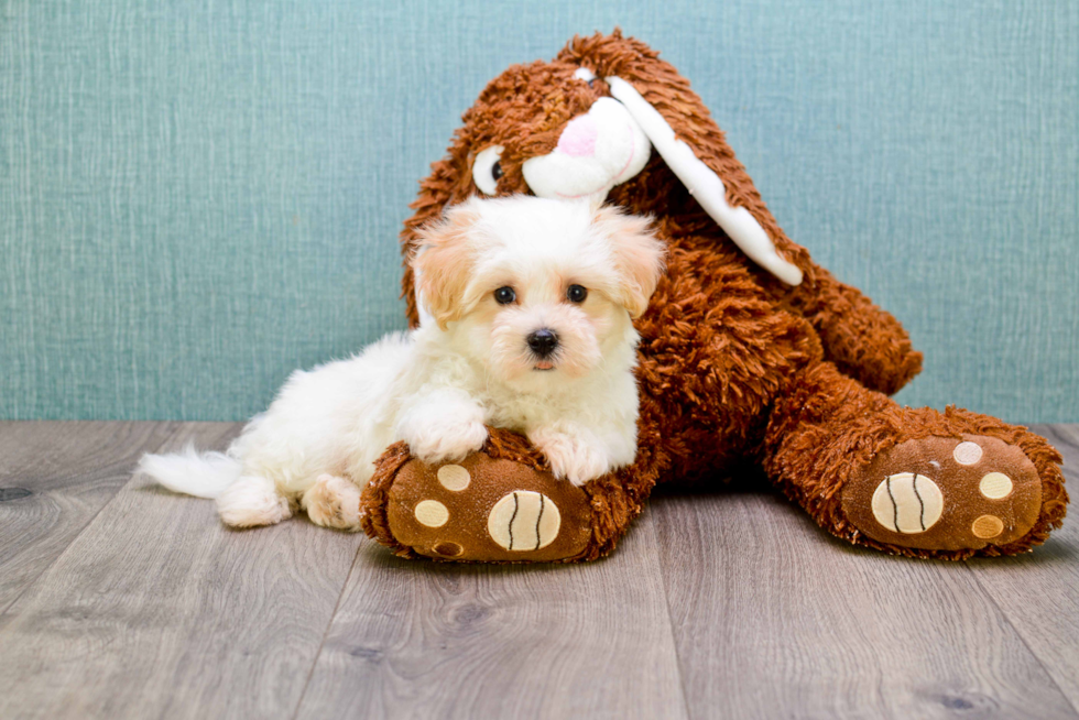 Best Maltipoo Baby