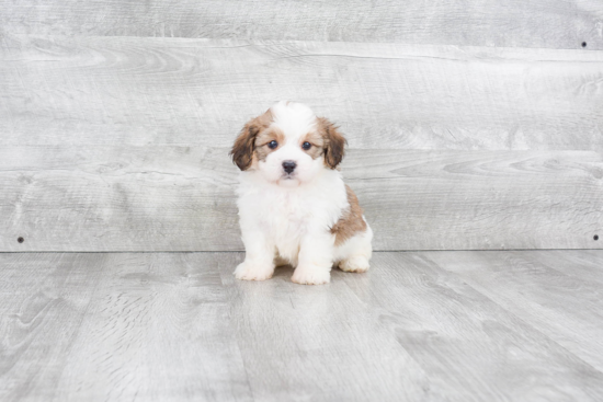 Mini Bernedoodle Puppy for Adoption