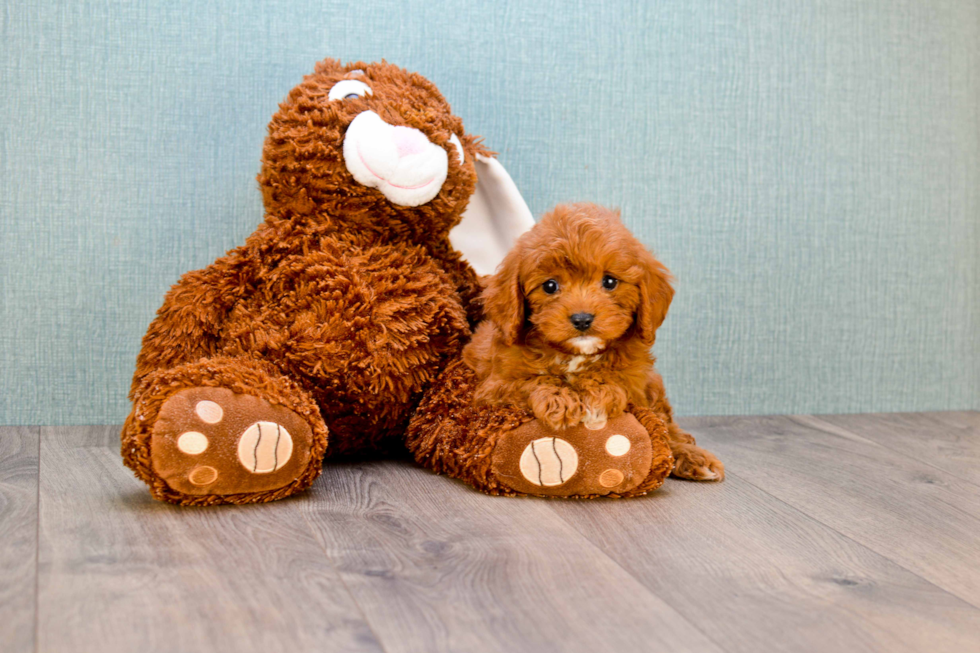 Cavapoo Pup Being Cute