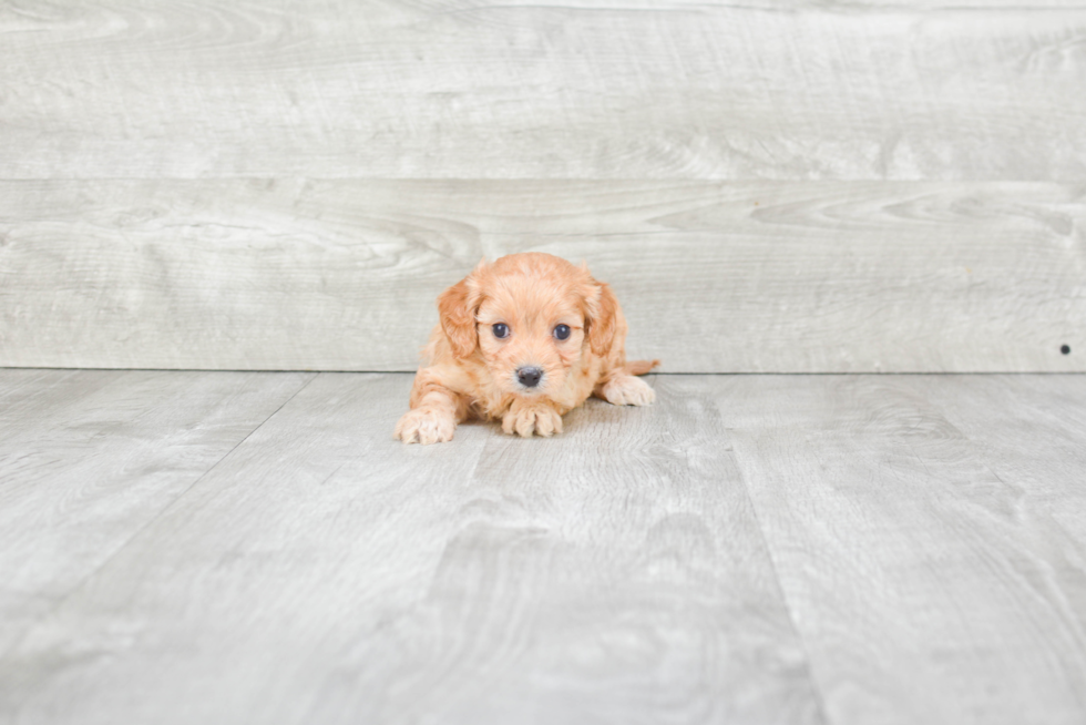 Cute Cavapoo Baby