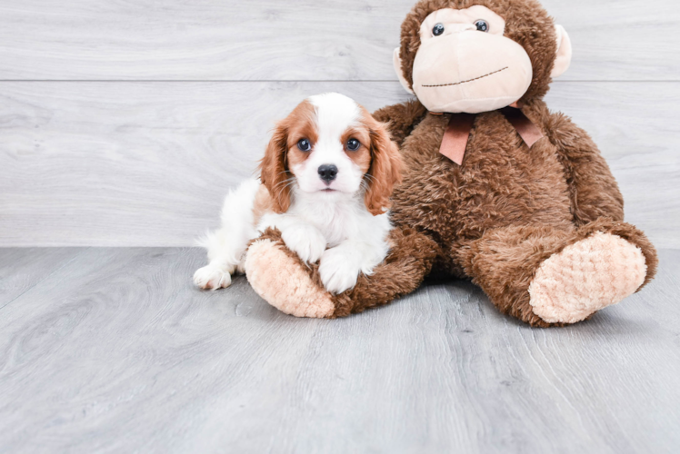 Best Cavalier King Charles Spaniel Baby