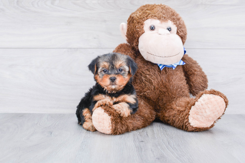 Meet Roscoe - our Yorkshire Terrier Puppy Photo 