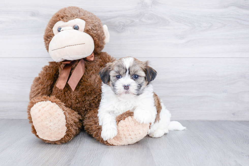 Teddy Bear Pup Being Cute