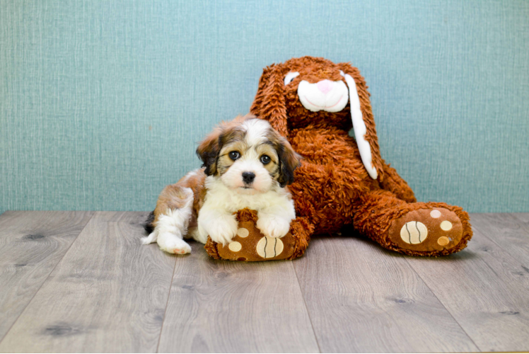 Cavachon Pup Being Cute