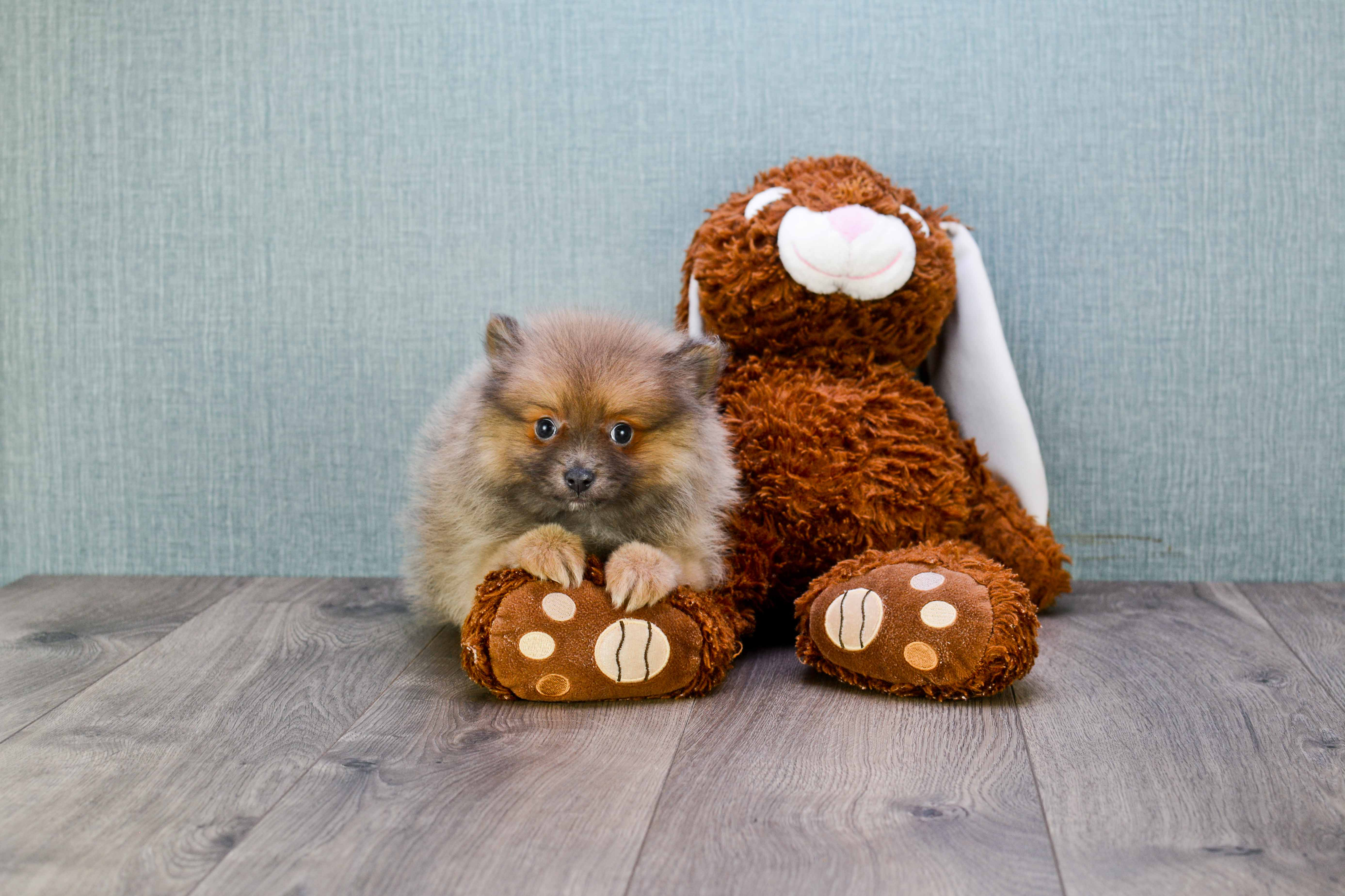 Pomeranian Puppy for Adoption