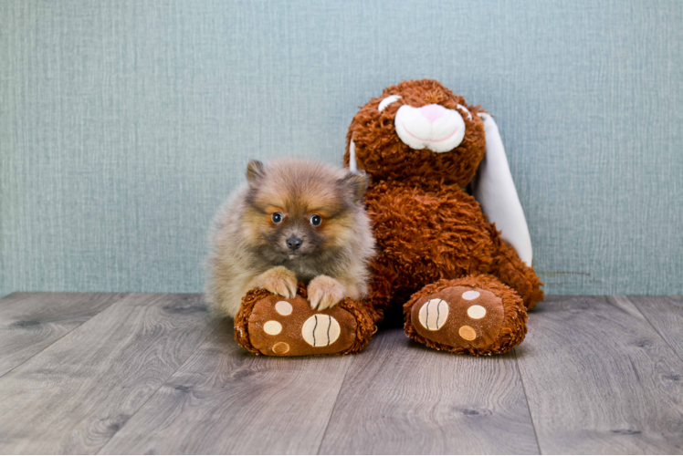 Pomeranian Puppy for Adoption