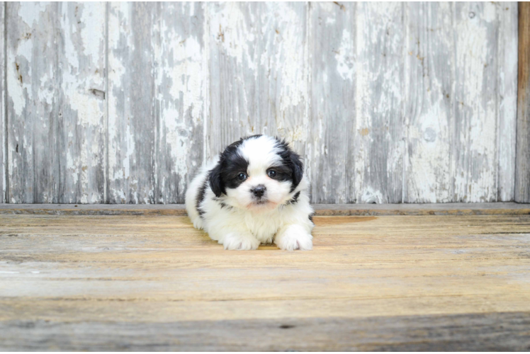 Fluffy Teddy Bear Designer Pup