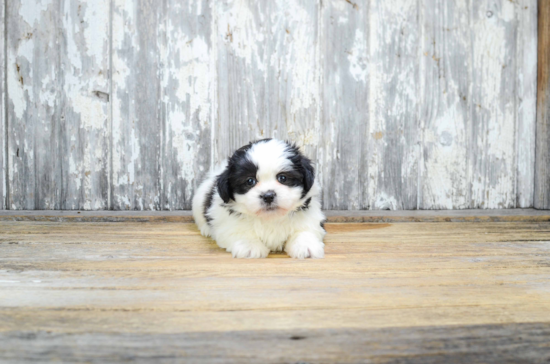 Fluffy Teddy Bear Designer Pup