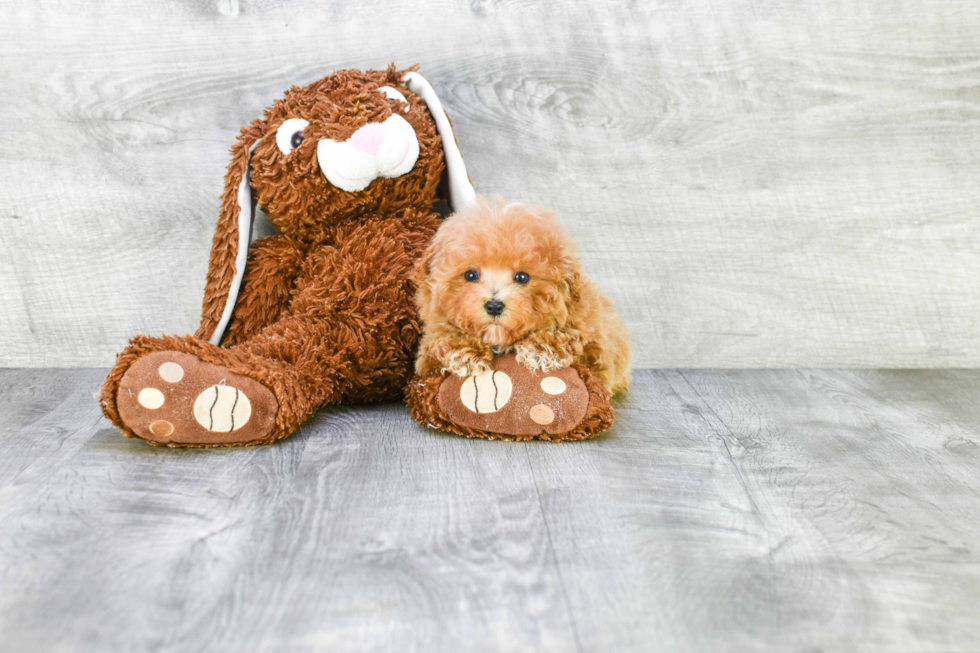 Fluffy Maltipoo Poodle Mix Pup