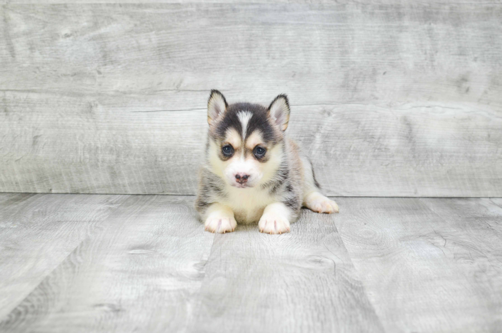 Small Pomsky Baby