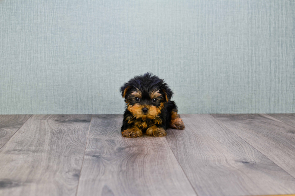 Meet Ronaldo - our Yorkshire Terrier Puppy Photo 