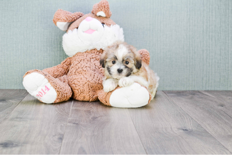 Teddy Bear Pup Being Cute