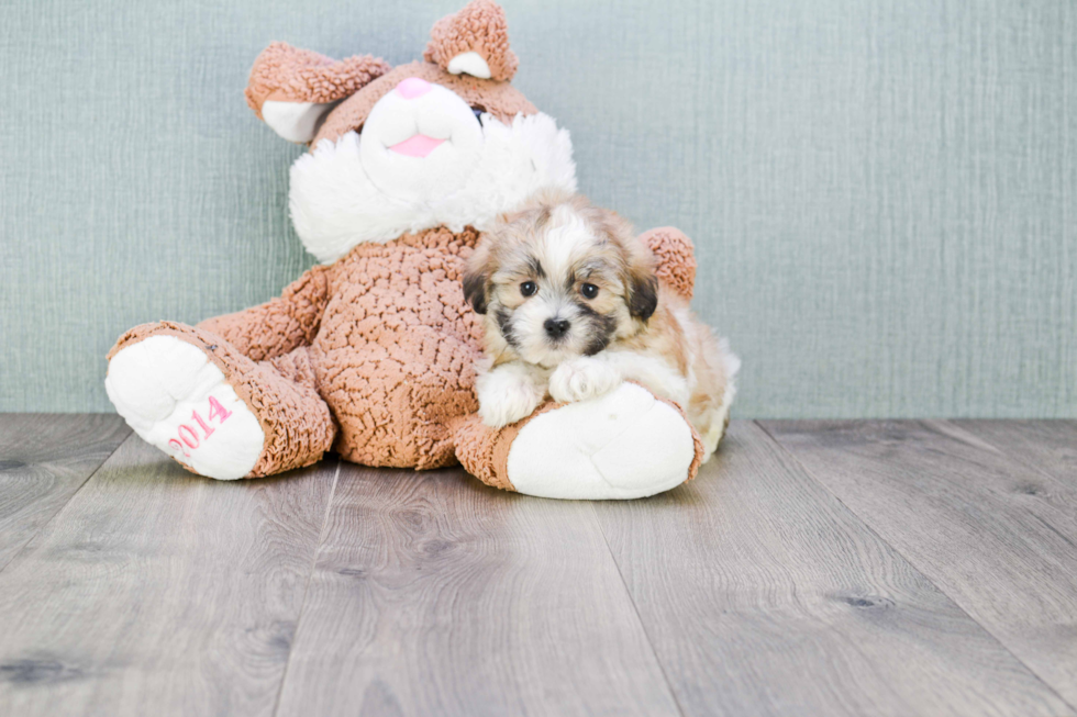 Teddy Bear Pup Being Cute