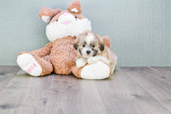 Teddy Bear Pup Being Cute