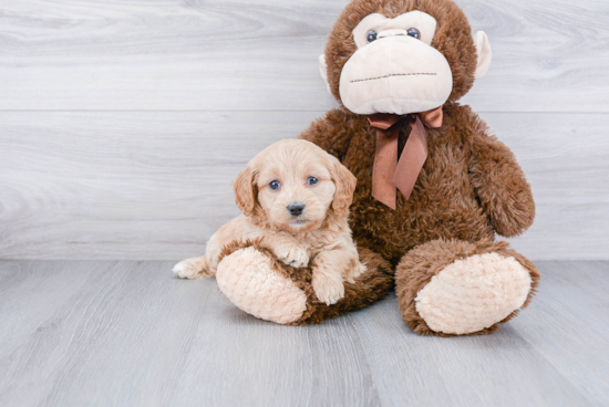 Fluffy Mini Goldendoodle Poodle Mix Pup